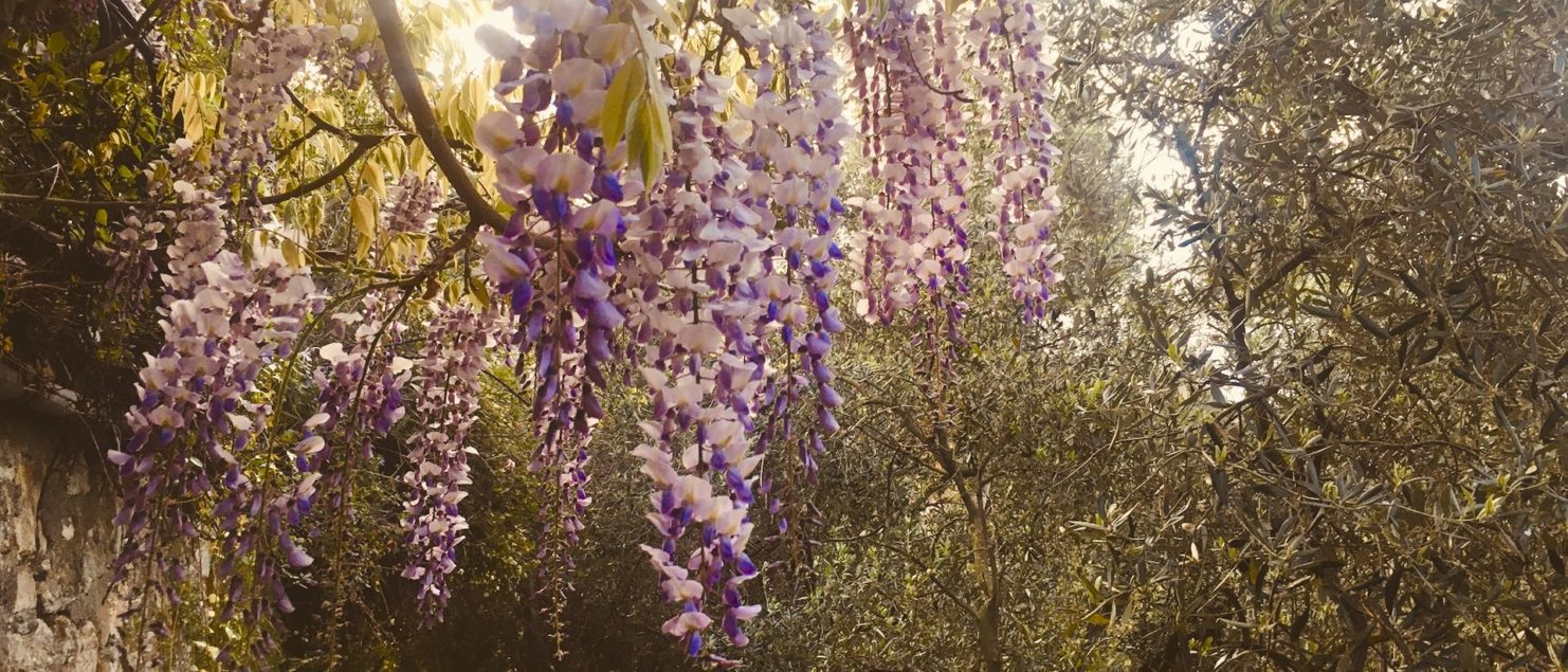fiori di primavera lungo un sentiero nei pressi di Tellaro